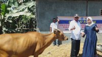 Dosen Unibos Beri Bantuan Ternak Sapi di Bone