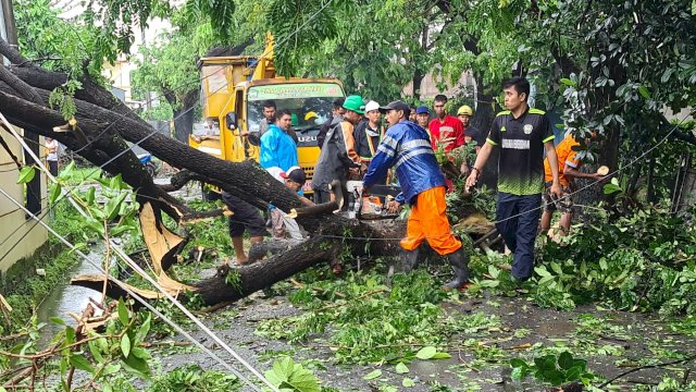 Pohon tumbang di wilayah Kabupaten Gowa