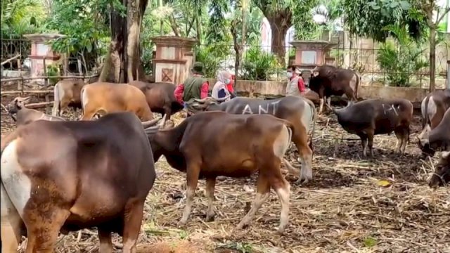 Ternak sapi di Gowa