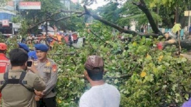 Pohon tumbang di depan RS Labuang Baji Kota Makassar dan menimpa tiga mobil yang terparkir. 