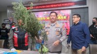 Dibawah Kepimpinan Irjen Pol Nana Sudjana, Polda Sulsel Ungkap Tanaman Ganja 1 Hektar di Bone