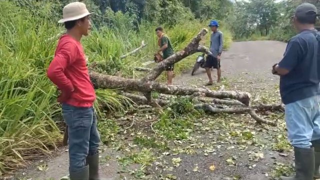 Kapolsek Pitu Riase Polres Sidrap turunkan Personel kelapangan mengecek laporan warga terkait pohon tumbang yang mengakibatkan terjadinya gangguan di jalan yang tidak bisa dilintasi di Jalan Poros Baruku Kecamatan Pitu Riase.(***)