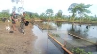 Korem 012/TU Wujudkan Ketahanan Pangan melalui Budidaya Ikan Nila