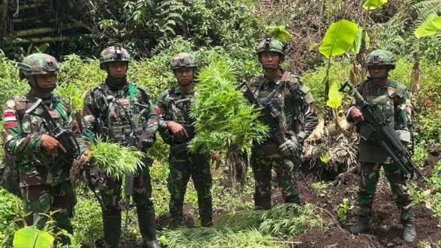 Satgas Pamtas RI–PNG Yonif 751/Vira Jaya Sakti (VJS) bersama Satgas Prayudha dan Satgas Ketapang berhasil menemukan empat kebun ganja tersembunyi di Kampung Aldom, Distrik Oksibil, Kabupaten Pegunungan Bintang, Papua